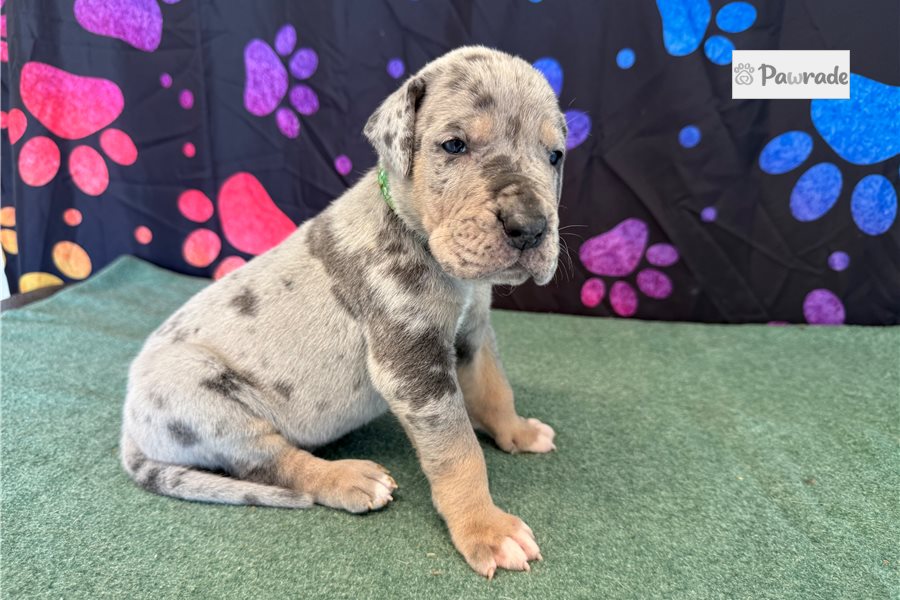 Cyrus - Great Dane for sale