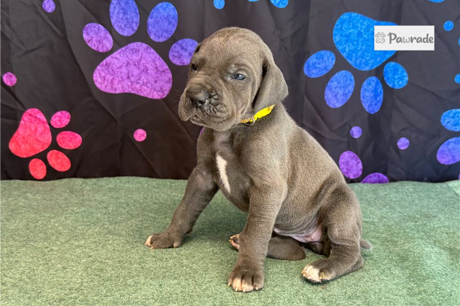 Ciara - Great Dane for sale