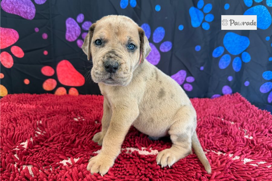 Chester - Great Dane for sale