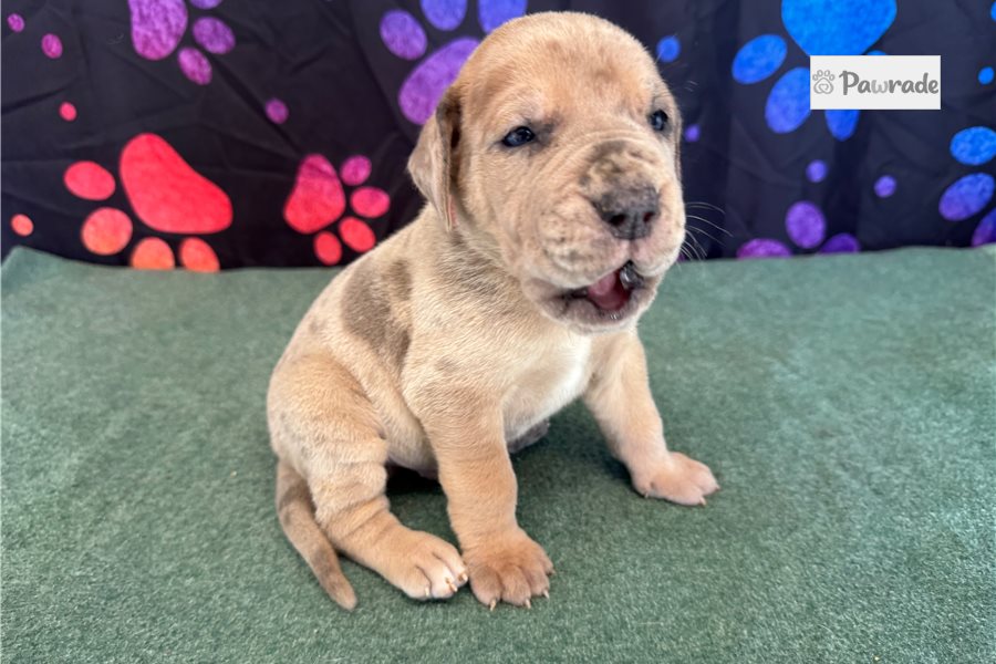 Chester, male Great Dane puppy for sale