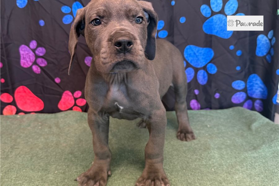 Benny - Great Dane for sale