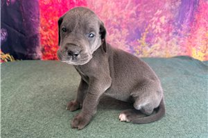 Laura - Great Dane for sale