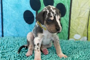 Blanche - Great Dane for sale