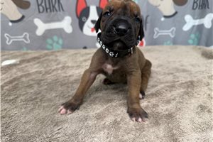 Jerry - Great Dane for sale
