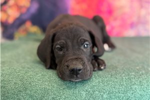 Kennedy - Great Dane for sale