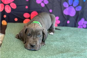 Blair - Great Dane for sale