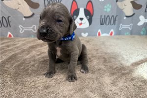Jeter - Great Dane for sale