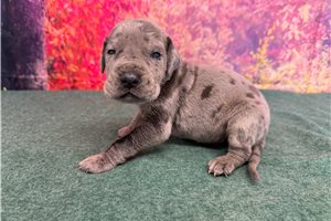 Lincoln - Great Dane for sale