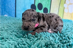 Katherine - Great Dane for sale