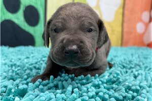 Karter - puppy for sale