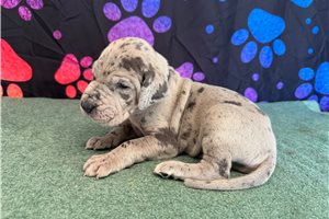 Chet - Great Dane for sale