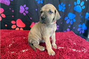 Cleo - Great Dane for sale