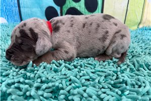 Liam - Great Dane for sale