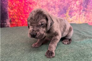 Yvette - Great Dane for sale