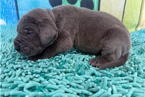 Lawson - puppy for sale