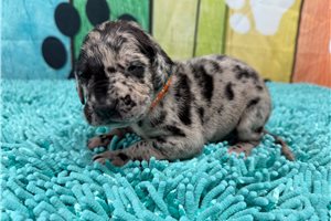 Kaylee - puppy for sale