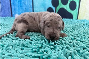 Yvette - Great Dane for sale