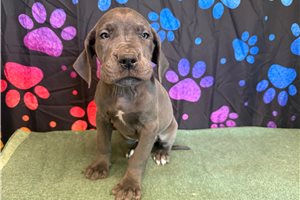 Blair - Great Dane for sale