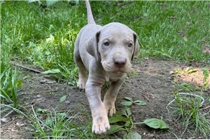 Silvana - puppy for sale