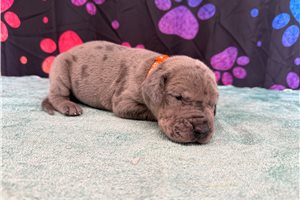 Colton - Great Dane for sale