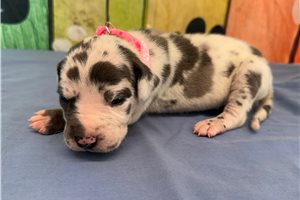 Blakely - Great Dane for sale
