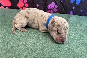 Chet - puppy for sale