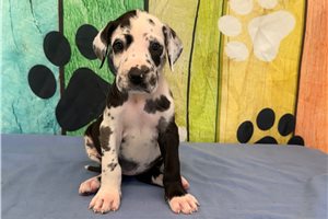 Jewel - puppy for sale