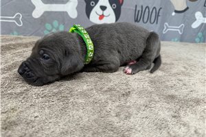 Jesse - Great Dane for sale