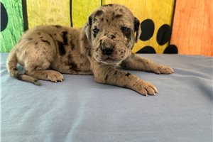 Blip - Great Dane for sale