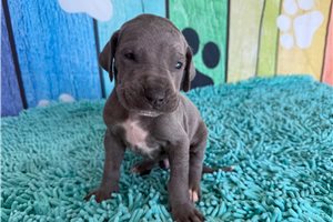 Knox - Great Dane for sale