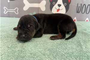 Jerrick - puppy for sale