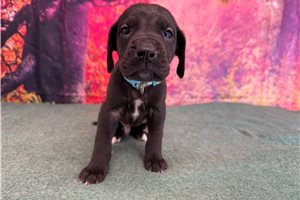 Kennedy - Great Dane for sale