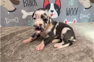 Jess - Great Dane for sale