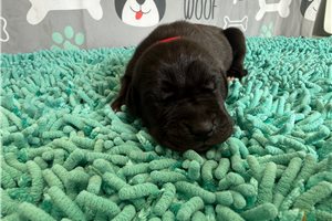 Benjamin - puppy for sale