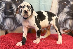 Gabriel - puppy for sale