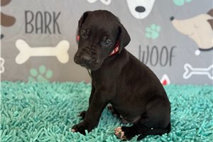 Jeremy - Great Dane for sale