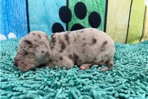 Lacey - Great Dane for sale