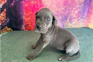 Lily - Great Dane for sale