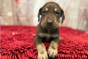 Hickory - puppy for sale