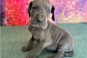London - Great Dane for sale