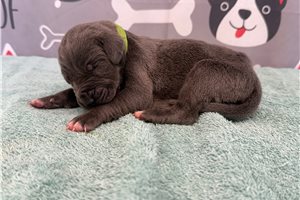 Jesse - Great Dane for sale