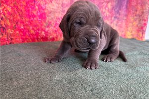 Lawson - Great Dane for sale