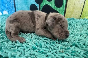 Lincoln - puppy for sale