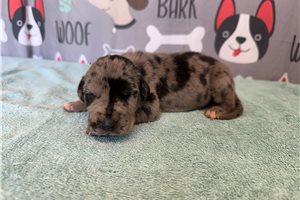 Jethro - Great Dane for sale