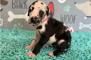 Jewel - Great Dane for sale