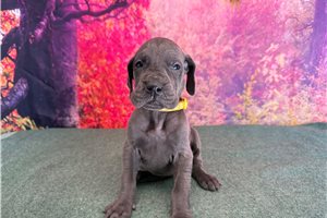Luciana - Great Dane for sale