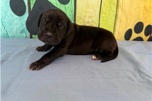 Benjamin - Great Dane for sale