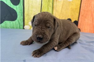 Bennett - Great Dane for sale