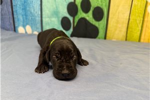 Kingston - puppy for sale