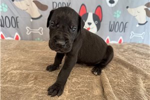 Jensen - Great Dane for sale